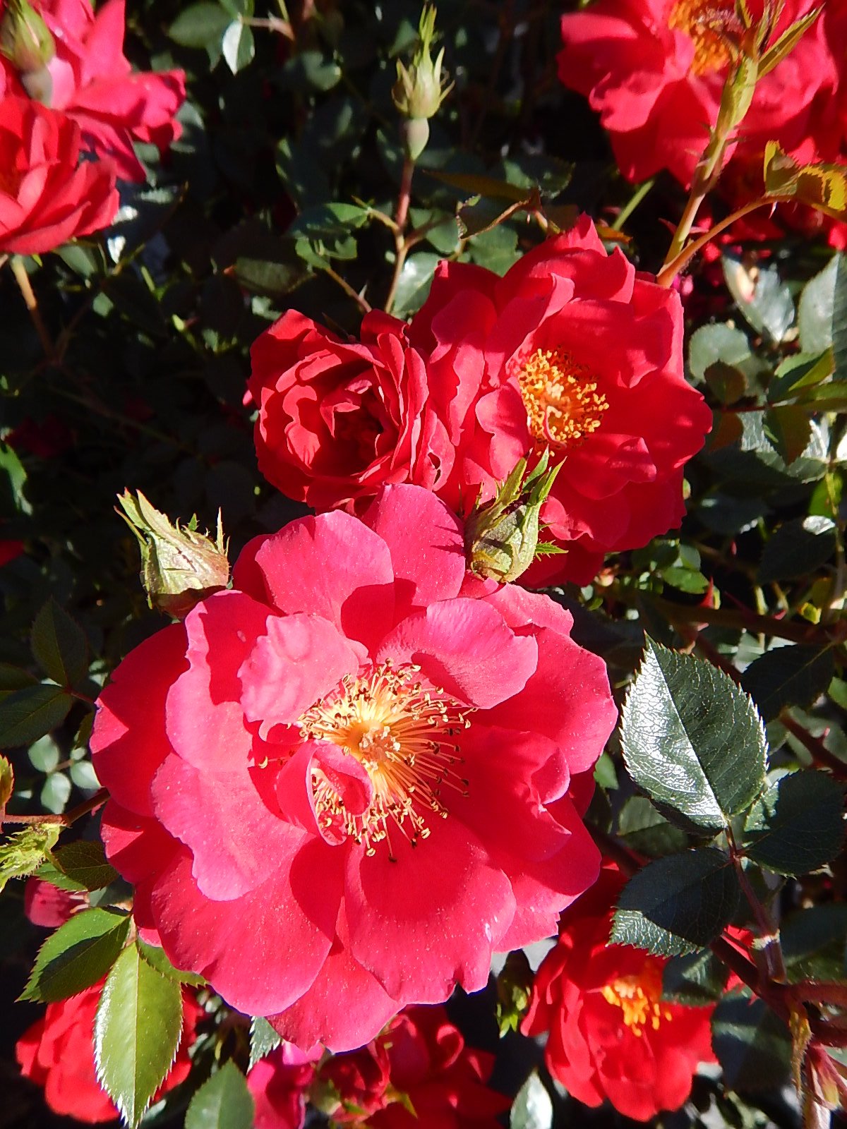 Amazon.com: Proven Winners - ROSA `OSO EASY URBAN LEGEND